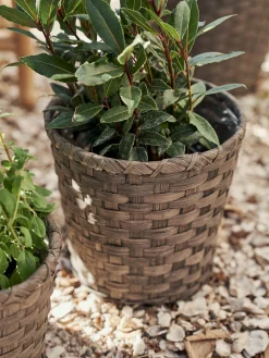 Sale Blomsterpotte Vaser Og Potter