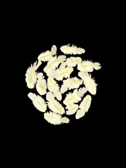 Clearance Fjær Dekorasjon