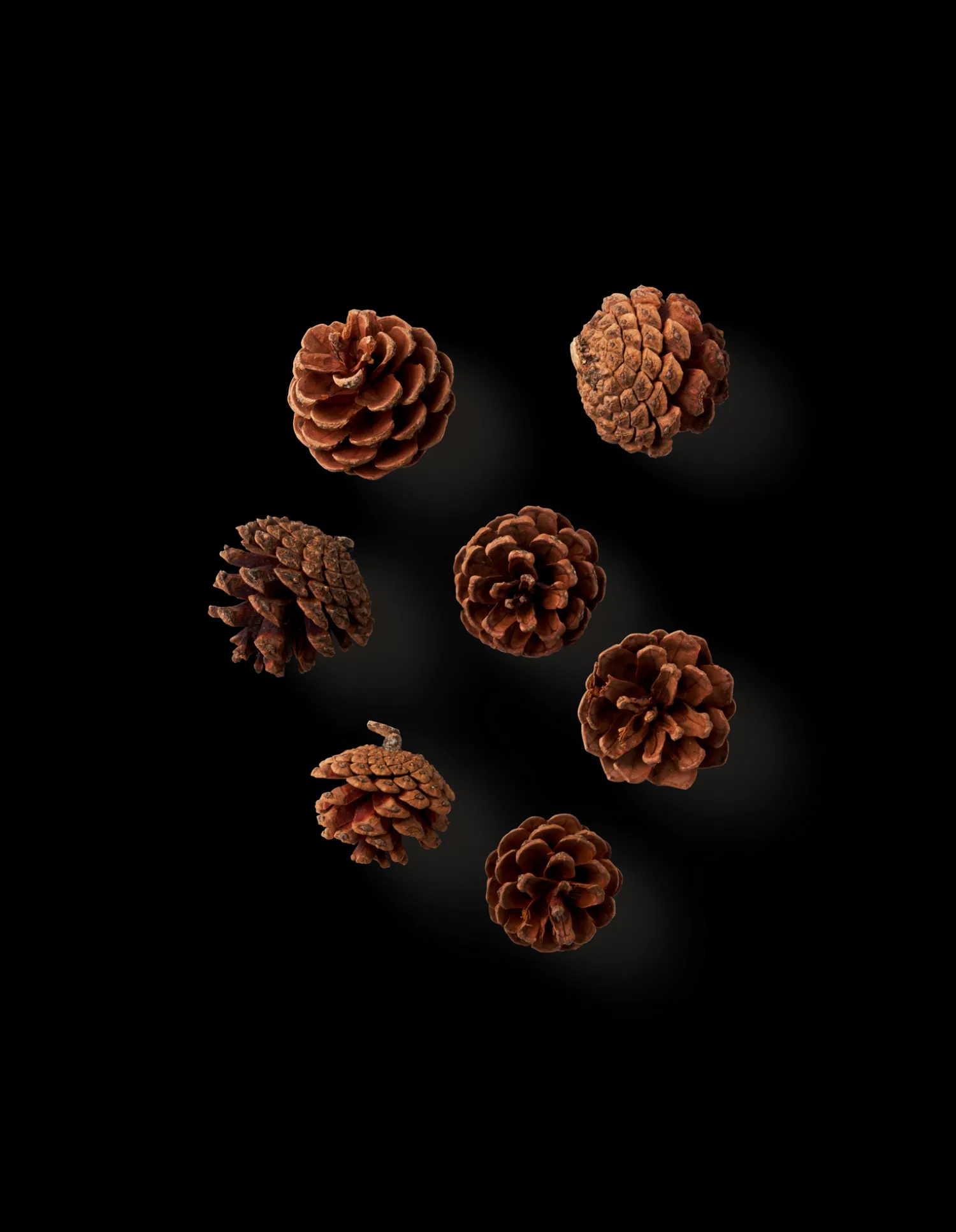 Clearance Kongler Julepynt|Dekorasjon