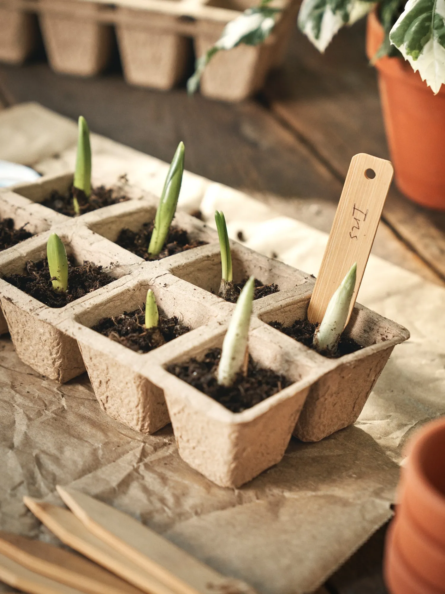 Hot Plantemarkører Hage